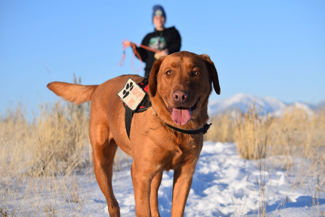 Lemhi County Humane Society Partnership