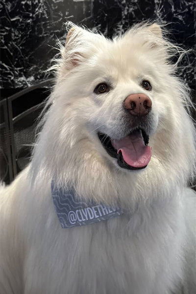 Follow Me Pet Bandana