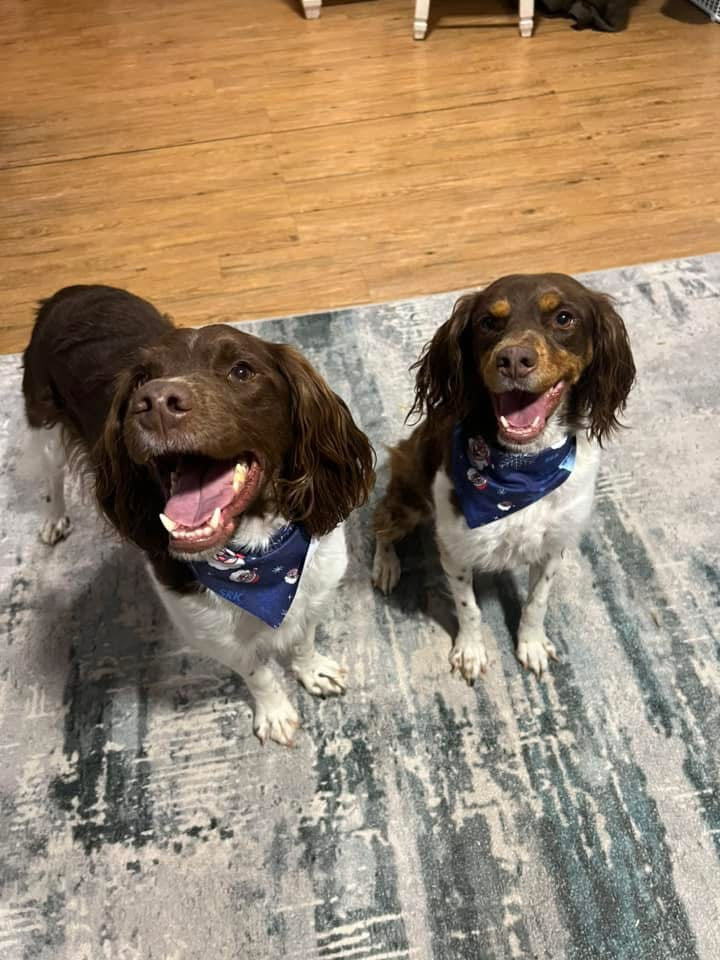 SRK Christmas Pet Bandana