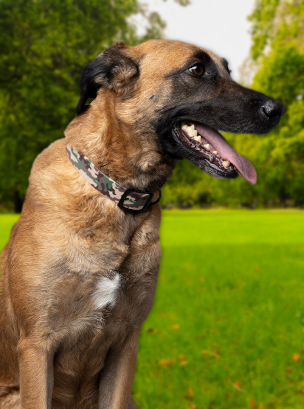 Camo Pet Collar