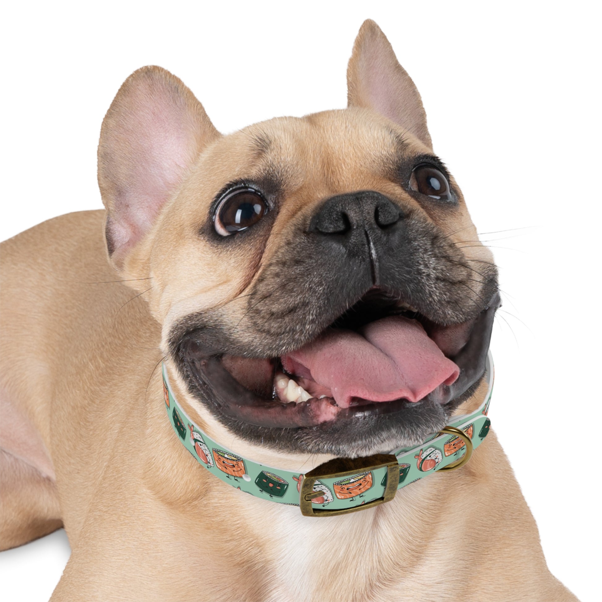 heavy duty dog collar