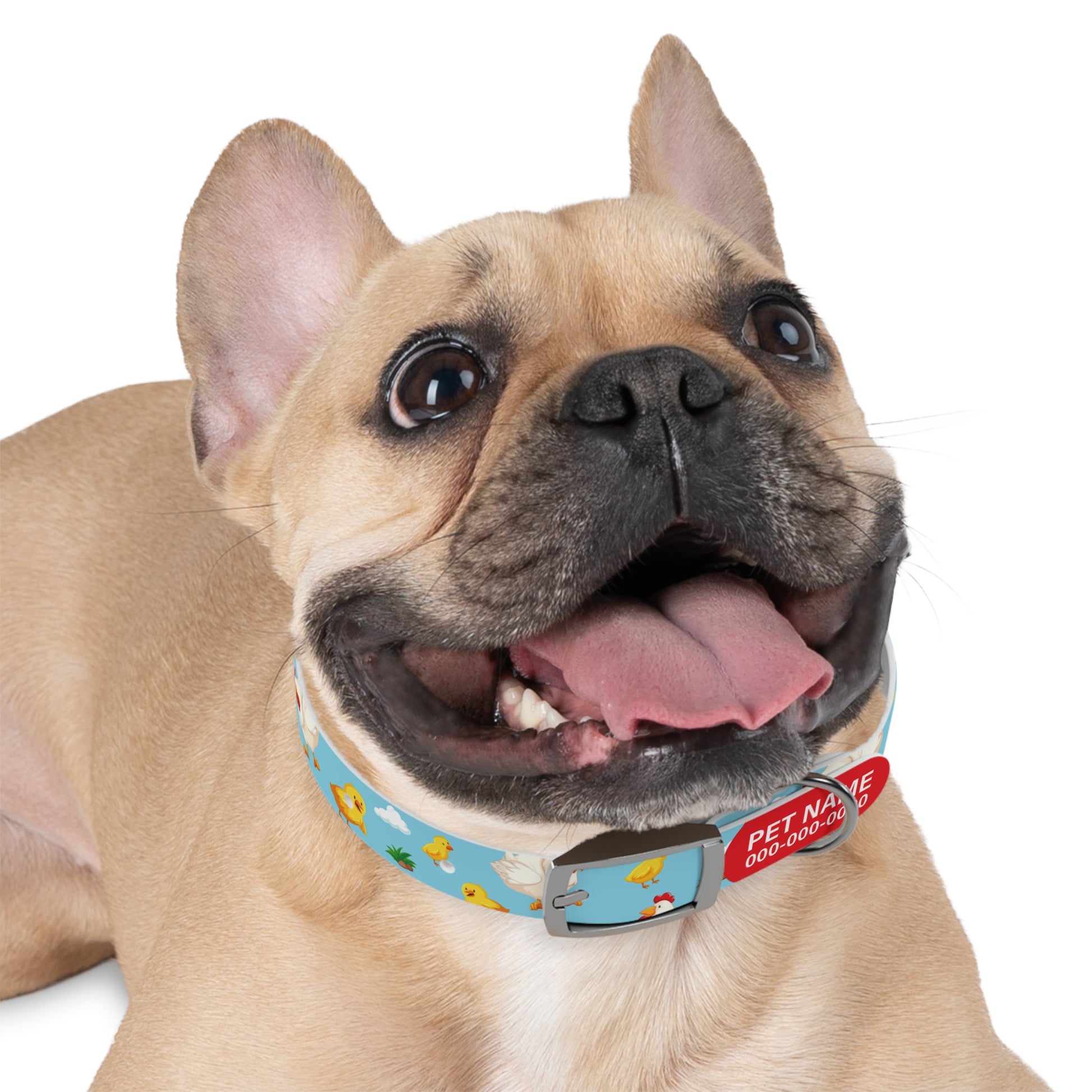 durable dog collar