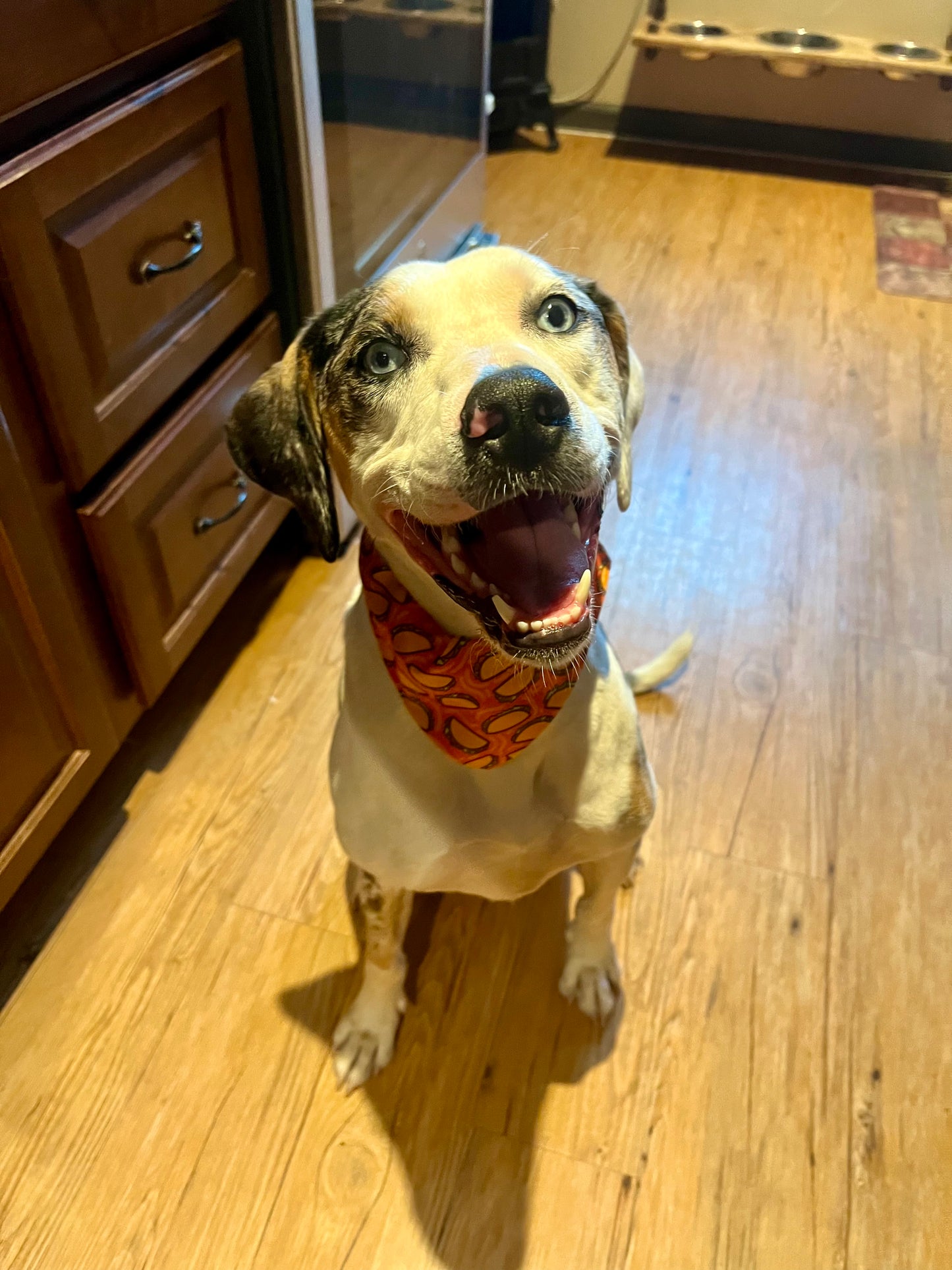 Dog Bandana Collar