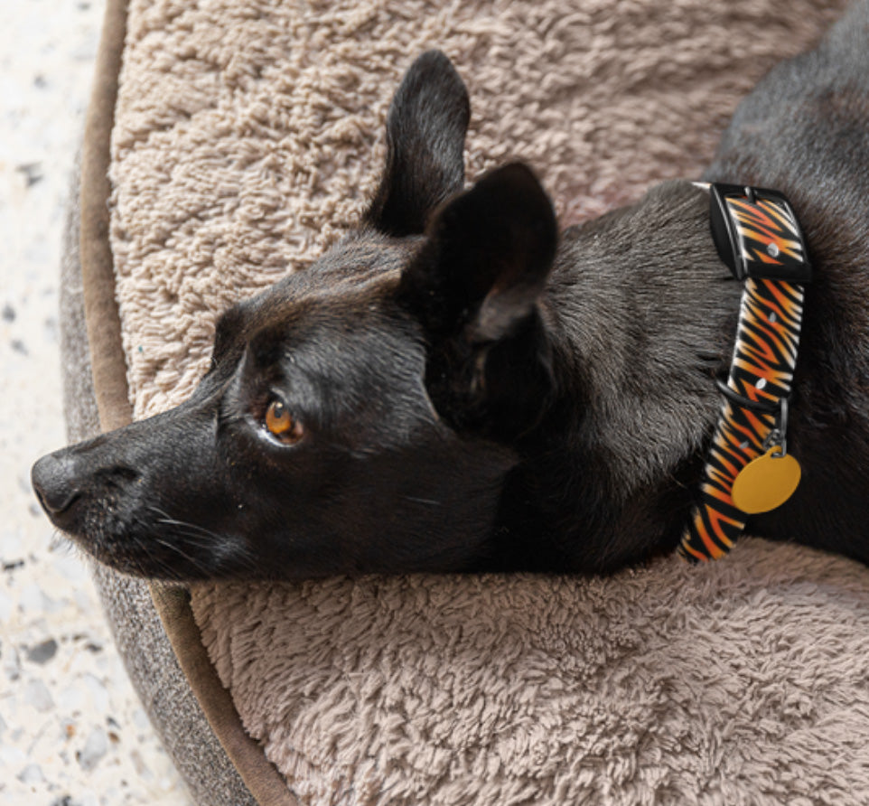 Striped Tiger Pet Collar